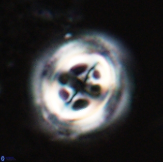 Toweius tovae 23244