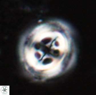 Toweius tovae 23244