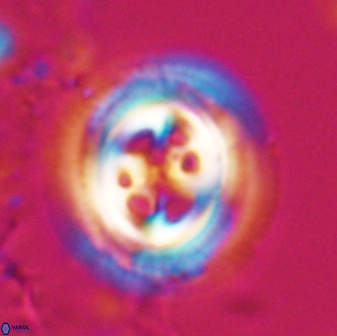 Toweius tovae 23246