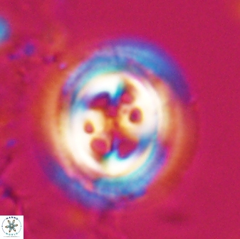 Toweius tovae 23246