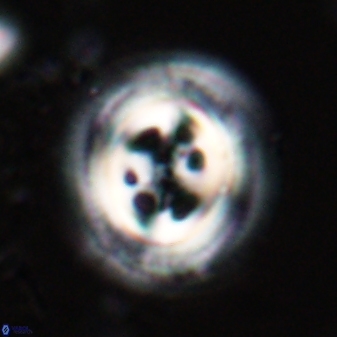 Toweius tovae 23247