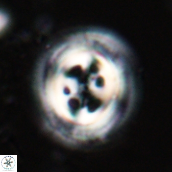 Toweius tovae 23247
