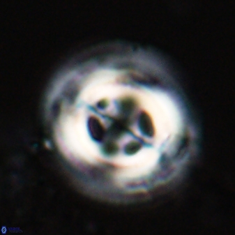 Toweius tovae 23248