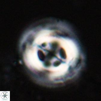 Toweius tovae 23248