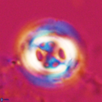 Toweius tovae 23249