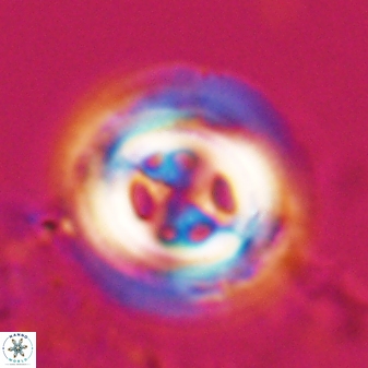 Toweius tovae 23249