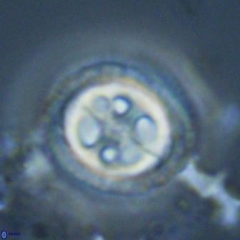Toweius tovae 23251