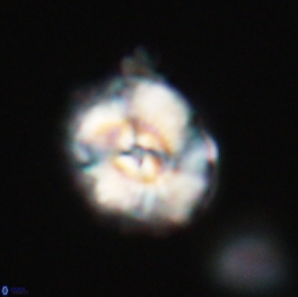 Trachylithos nuryaziciae 22131