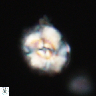 Trachylithos nuryaziciae 22131
