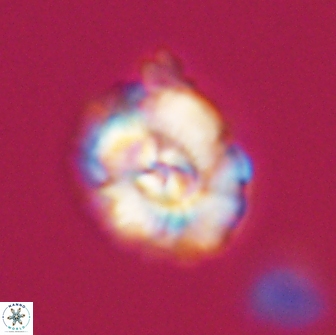 Trachylithos nuryaziciae 22132