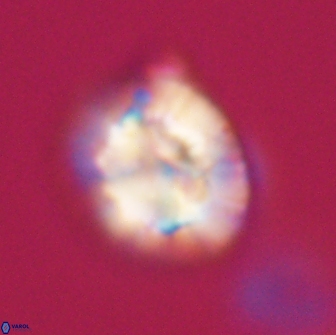 Trachylithos nuryaziciae 22133