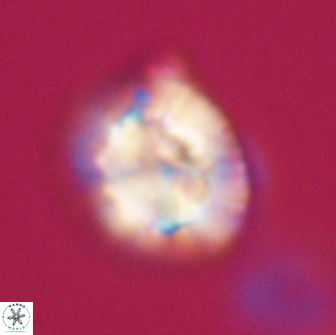 Trachylithos nuryaziciae 22133