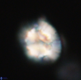Trachylithos nuryaziciae 22134