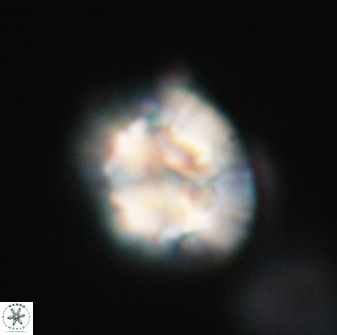 Trachylithos nuryaziciae 22134