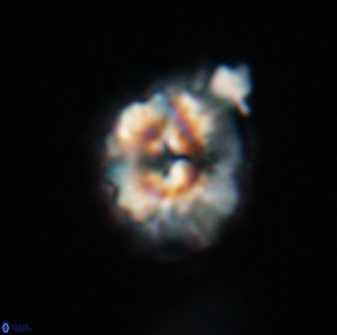 Trachylithos nuryaziciae 22135