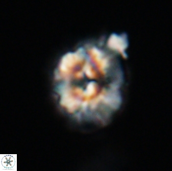 Trachylithos nuryaziciae 22135