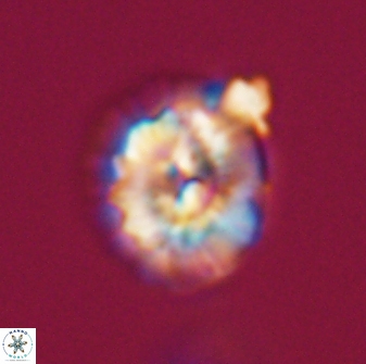 Trachylithos nuryaziciae 22136