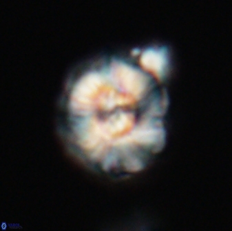 Trachylithos nuryaziciae 22137