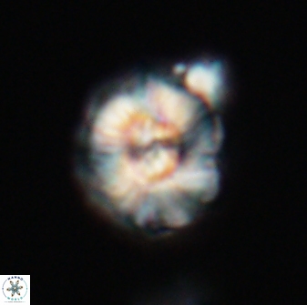 Trachylithos nuryaziciae 22137