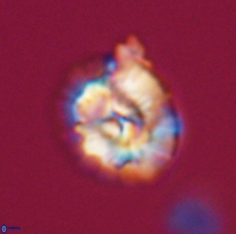 Trachylithos nuryaziciae 22139