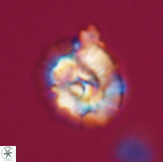 Trachylithos nuryaziciae 22139