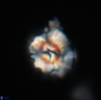 Trachylithos nuryaziciae 22140