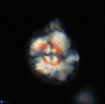 Trachylithos nuryaziciae 22141
