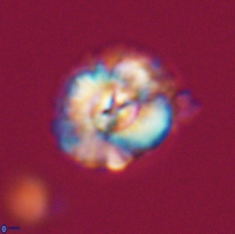 Trachylithos nuryaziciae 22143