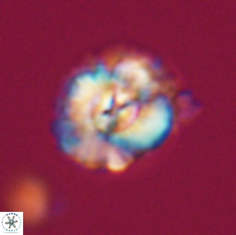 Trachylithos nuryaziciae 22143