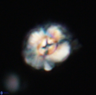 Trachylithos nuryaziciae 22144