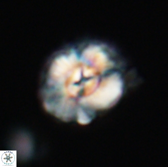 Trachylithos nuryaziciae 22144