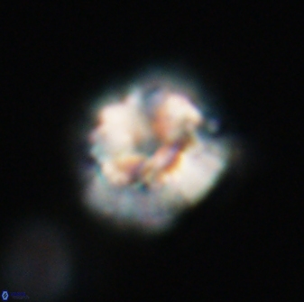 Trachylithos nuryaziciae 22145
