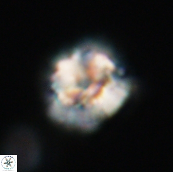 Trachylithos nuryaziciae 22145