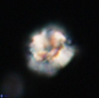 Trachylithos nuryaziciae 22148