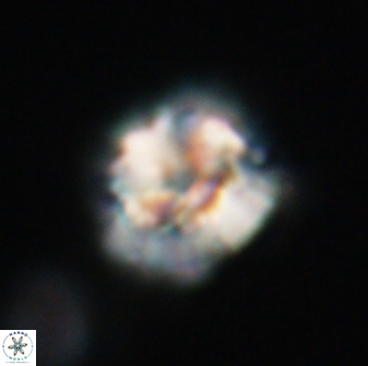 Trachylithos nuryaziciae 22148