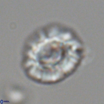 Trachylithos nuryaziciae 22149