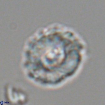 Trachylithos nuryaziciae 22150