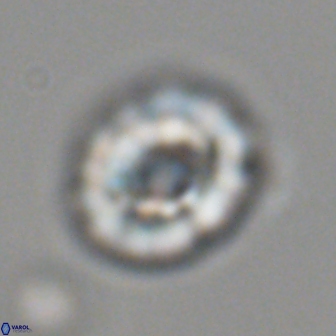 Trachylithos nuryaziciae 22151