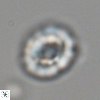 Trachylithos nuryaziciae 22151