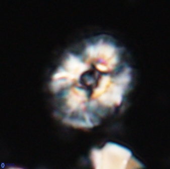 Trachylithos nuryaziciae 22322