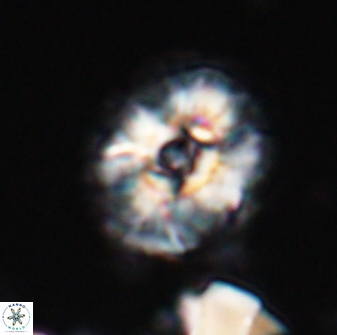 Trachylithos nuryaziciae 22322