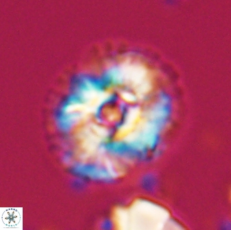 Trachylithos nuryaziciae 22323