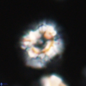 Trachylithos nuryaziciae 22325