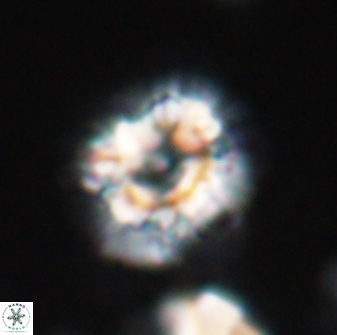 Trachylithos nuryaziciae 22325