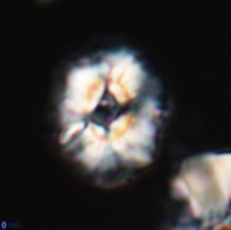 Trachylithos nuryaziciae 22326