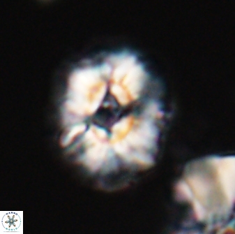 Trachylithos nuryaziciae 22326