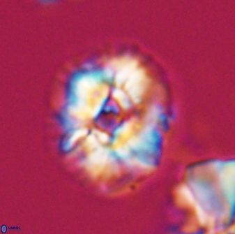 Trachylithos nuryaziciae 22327