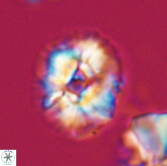 Trachylithos nuryaziciae 22327