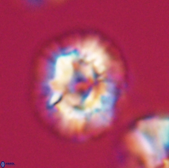 Trachylithos nuryaziciae 22328