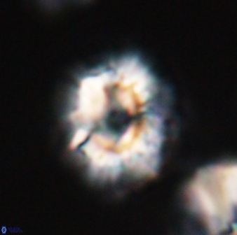 Trachylithos nuryaziciae 22329